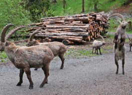 010 - der steinbocktanz